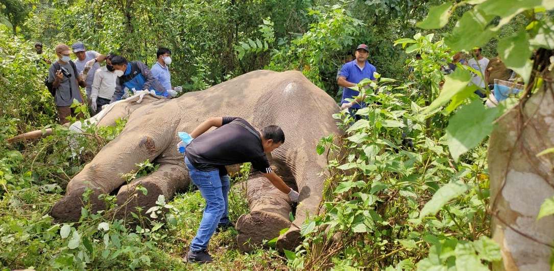 बाहुनडाँगीका दुई युवाको सक्रियताले १४ महिना देखि घाइते हात्तीले पायो उपचार