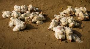 काठमाडौंमा फेरि बर्ड फ्लु देखियो