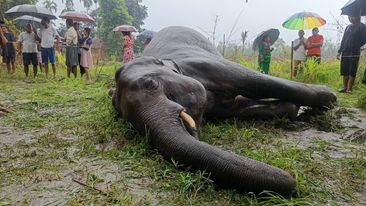 बुद्धशान्ति ५ मा जंगली हात्ती मृत अवस्थामा भेटियो