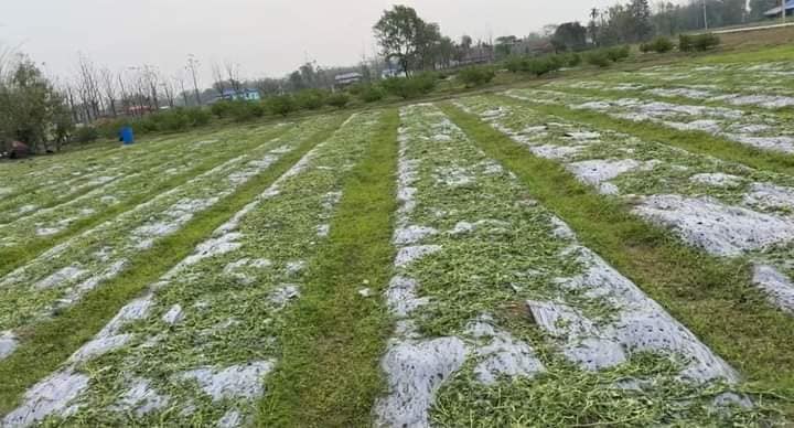 असिनासहितको हावापानीले कनकाईमा मात्रै १२ सय हेक्टरको अन्नबालीमा क्षति