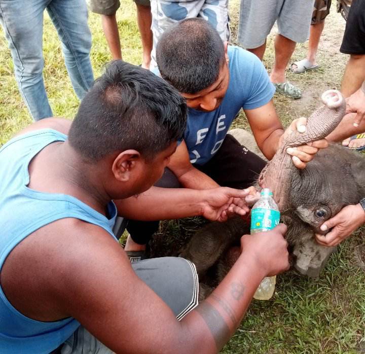 हुलबाट छुटेको छावाको बाहुण्डाँगीबाट उद्धार