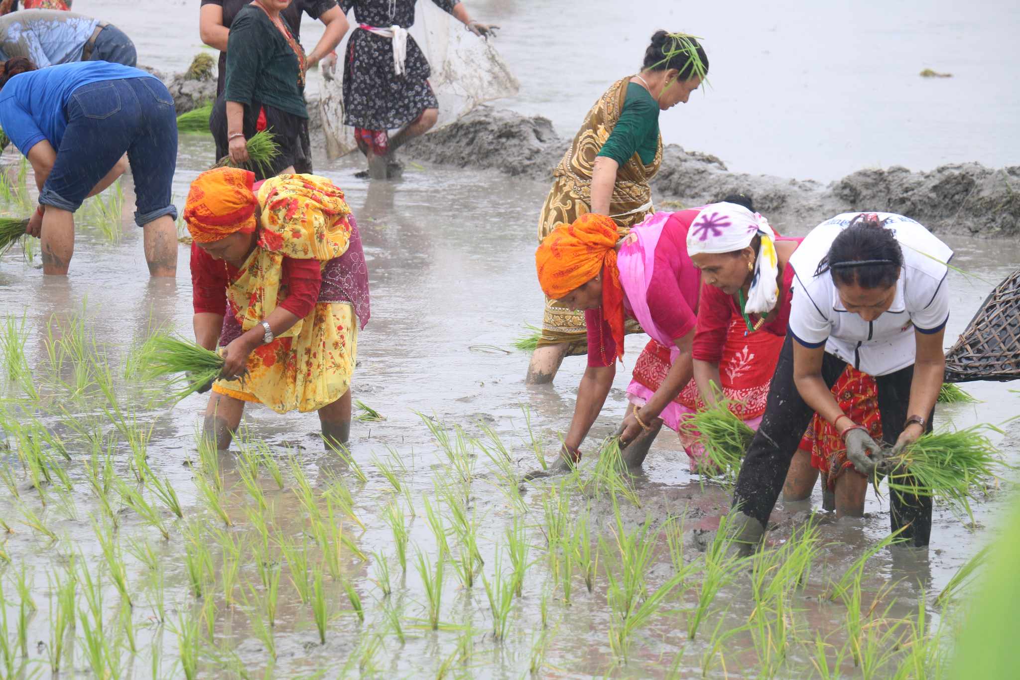 झापामा ५३ प्रतिशत रोपाइँ सकियो 