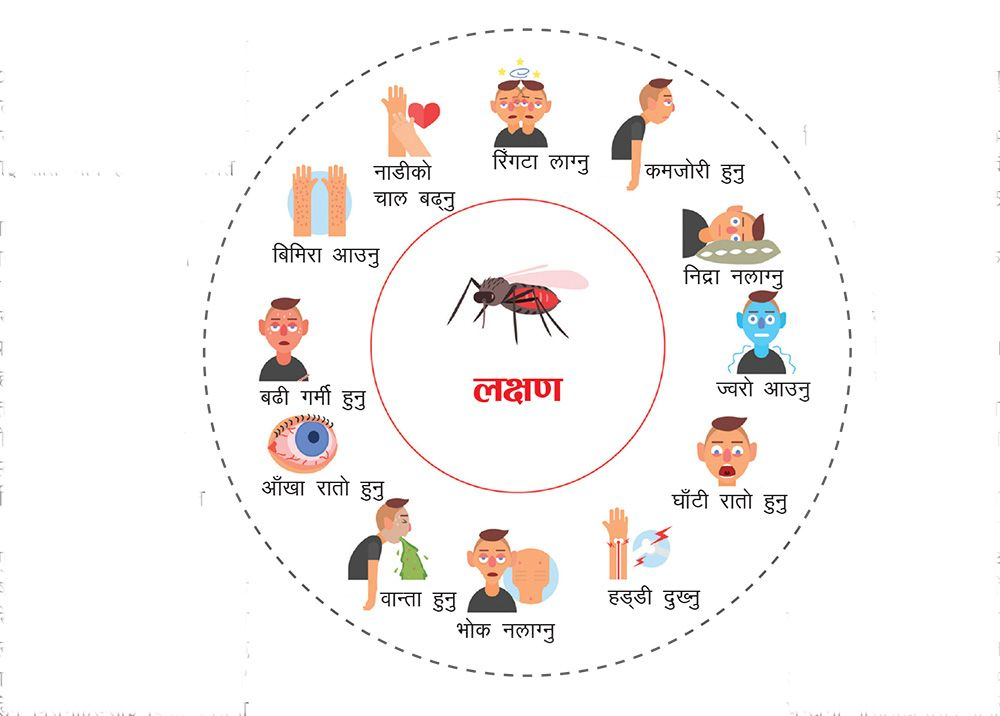 ६९ जिल्लामा फैलियो डेंगु : कोशी प्रदेशमा सबैभन्दा बढी