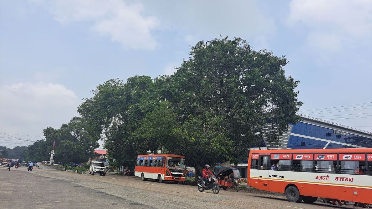 धुलाबारी बजारका रुखहरुको संरक्षण गर्न माग