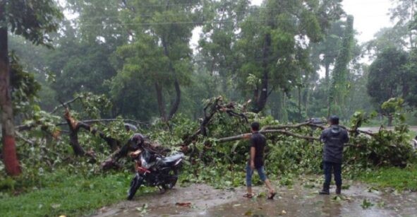 रुख लडेर लाग्दा एक जना घाइते 