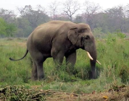 हात्तीको आक्रमणबाट मेचीनगरका रिजाल गम्भिर घाइते