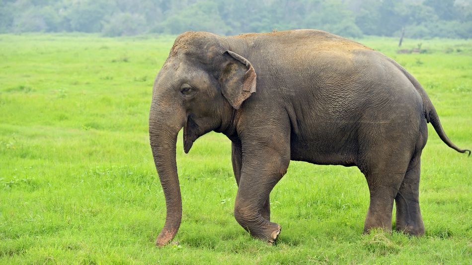 बाहुनडाँगीमा हात्ती आउने सूचना दिने प्रविधि जडान