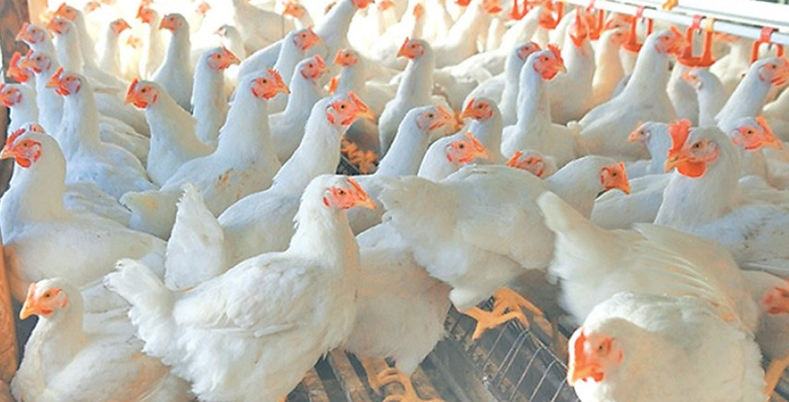 बर्ड फ्लु देखिएपछि झापा, मोरङ र सुनसरीमा करिब ८५ हजार कुखुरा नष्ट