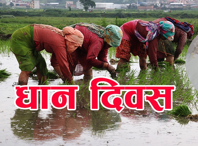 आज असार १५, दहि चिउरा खाने दिन, धान दिवस पनि आजै