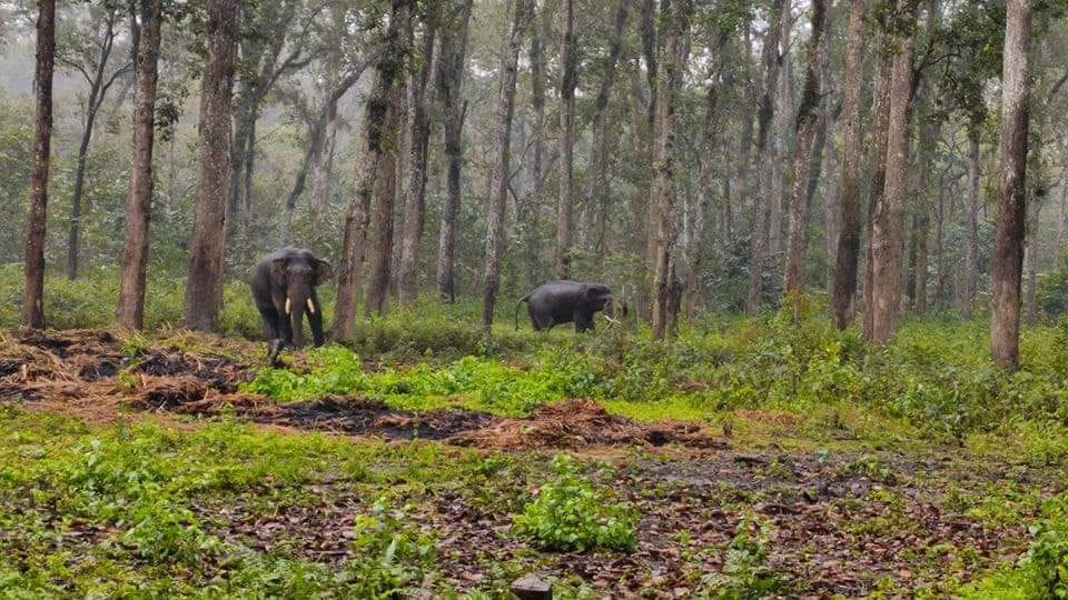 हात्तीको आक्रमणबाट पछिल्लो १० दिनमा तीनको मृत्यु