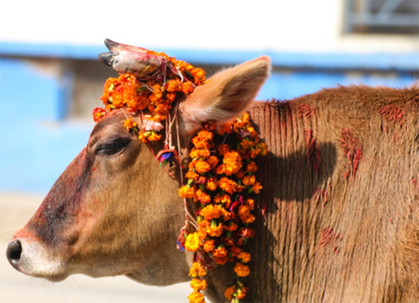 तिहारको तेस्रो दिन आज गाई पुजा