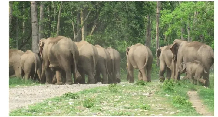 झापाका जंगलमा ४० वटा हात्ती