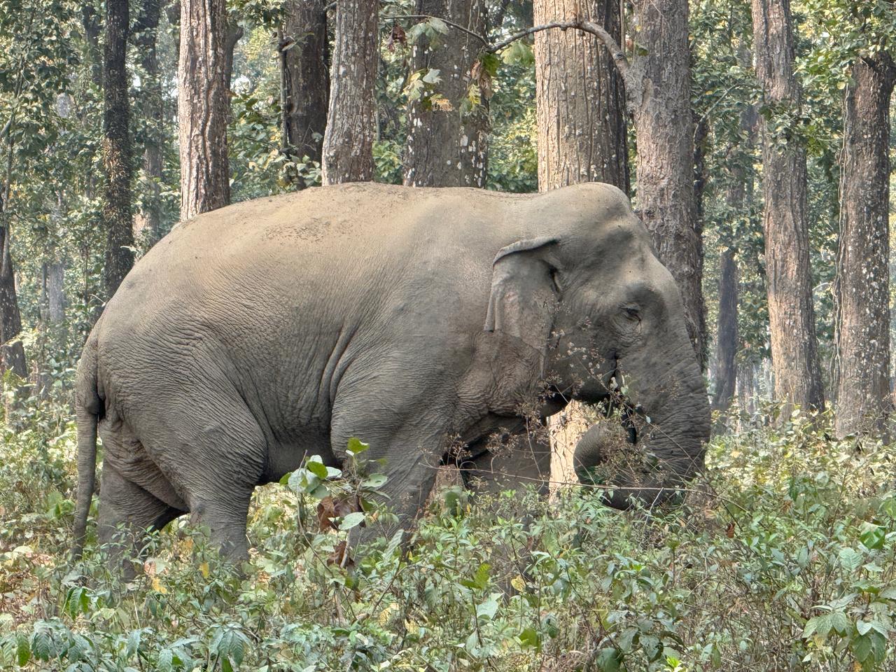 चारआली जंगलको ‘एक्ले हात्ती’ वन कार्यालयको निगरानीमा