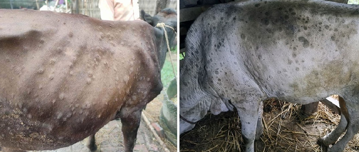 लम्पी स्किन संक्रमणः एक सातामा झापामा ९१ पशु मरे