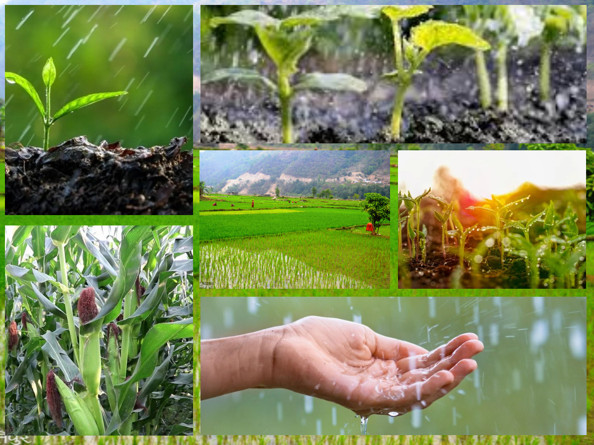 लामो समय पछिको वर्षाले किसानलाई राहत 