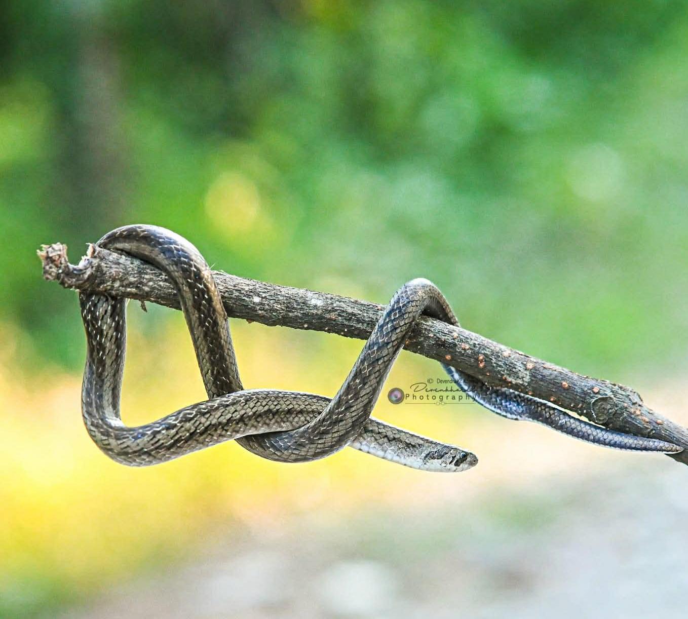 पहिलो पटक दुर्लभ ‘क्यान्टर्स कुक्री’ सर्प जीवित अवस्थामा उद्धार