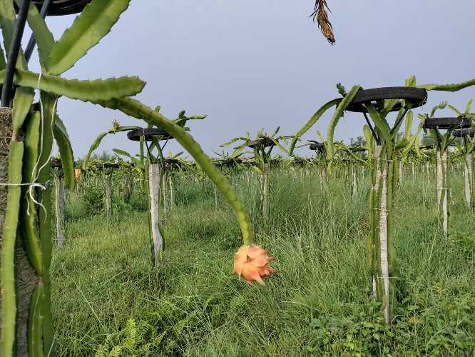 धुलाबारीमा रहरलाग्दो ड्रागन फ्रुटको खेती (भिडियो सहित)