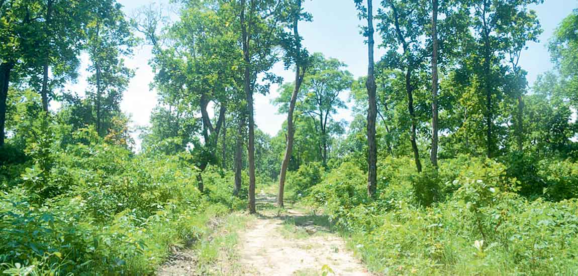 चन्द्रगढी सामुदायिक वनमा दुर्लभ वनस्पतिका १५ हजार बिरुवा रोपिँदै