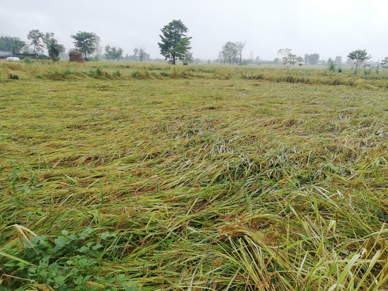 बेमौसमी बर्षाका कारण ८ अर्बभन्दा बढीको धानबालीमा क्षति