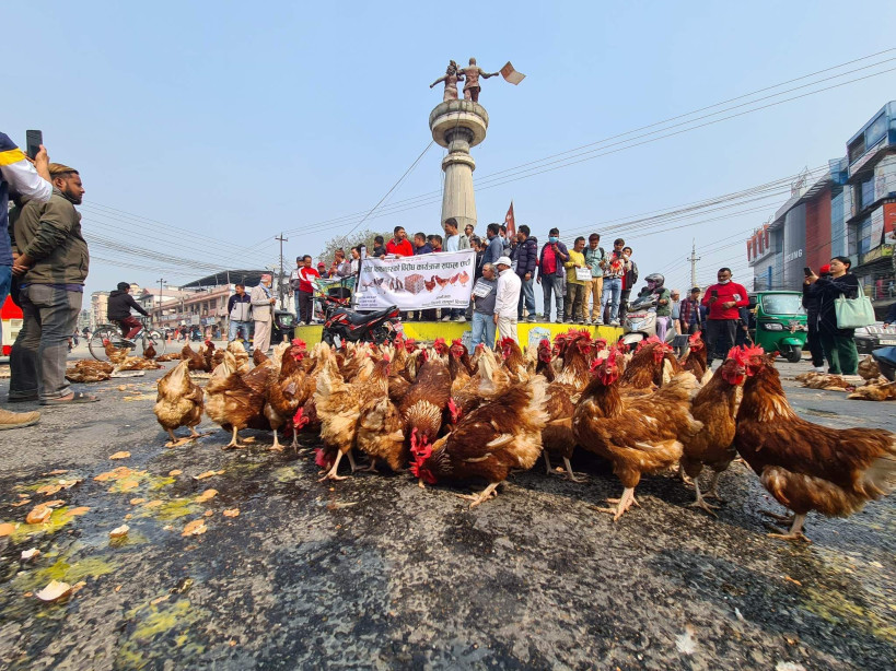 उत्पीडित किसानहरुको आक्रोस : मुक्ति चोकमा फाले अण्डा र कुखुरा