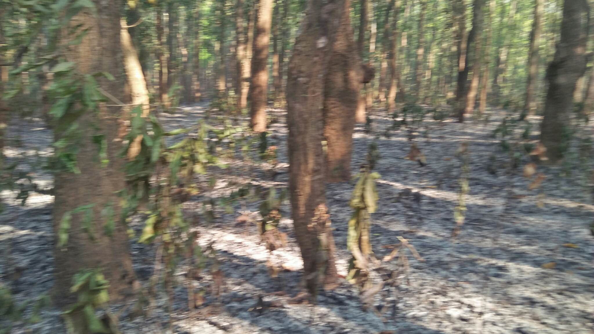 नियन्त्रणमा आयो तेलपानी वनको आगलागी, जंगलमा व्यापक क्षति