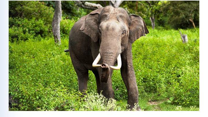 धुलाबारीमा हात्तीको आक्रमणमा परी एक बृद्धाको मृत्यु 