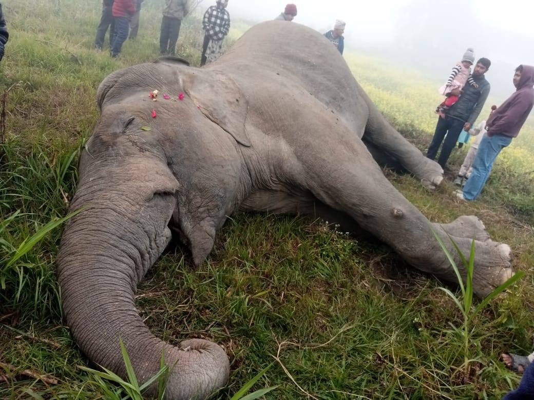 बुद्धशान्तिमा हात्ती मृत अवस्थामा फेला 