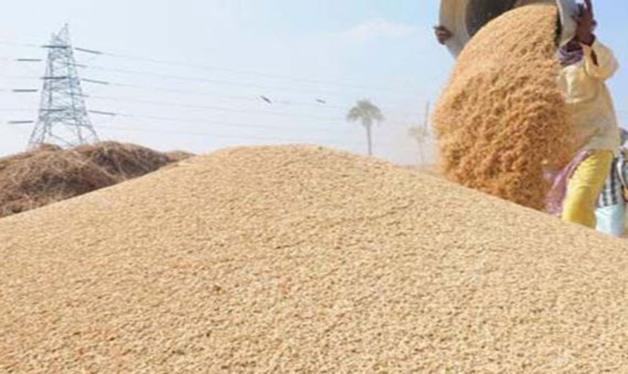 यो बर्ष  धानको उत्पादन ५ प्रतिशतले घट्ने