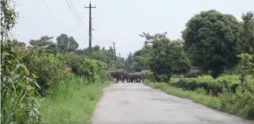 हात्ती नियन्त्रणका लागि सशस्त्र प्रहरी परिचालनको प्रक्रिया सुरु भयोः सांसद डाँगी