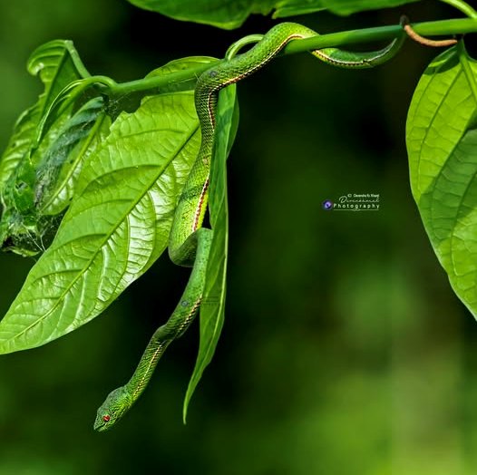 मेचीनगरका खरेलले भेटे ‘दुर्लभ सर्प’